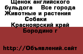 Щенок английского бульдога  - Все города Животные и растения » Собаки   . Красноярский край,Бородино г.